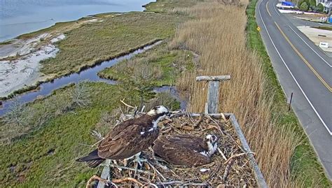 barnegat light osprey cam|WATCH LIVE .